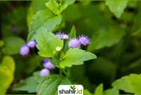 Tampilan dekat Bandotan atau rumput gulma di lahan (Ageratum conyzoides) dengan bunga ungu dan sinar matahari di pagi hari.