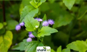 Tampilan dekat Bandotan atau rumput gulma di lahan (Ageratum conyzoides) dengan bunga ungu dan sinar matahari di pagi hari.