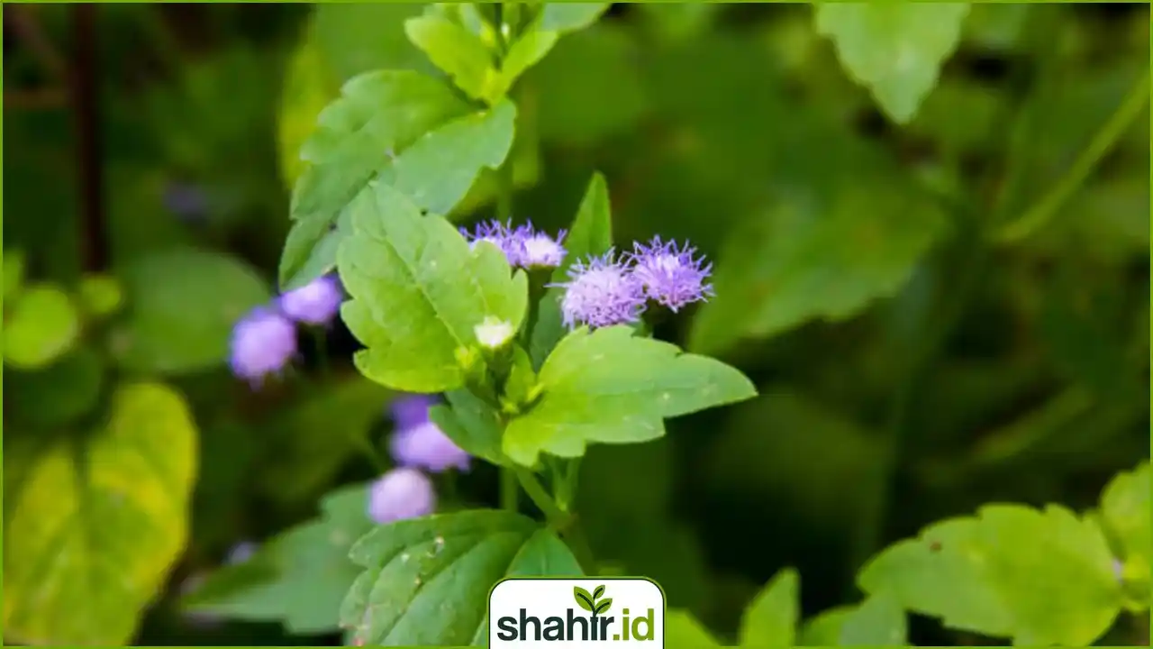 Tampilan dekat Bandotan atau rumput gulma di lahan (Ageratum conyzoides) dengan bunga ungu dan sinar matahari di pagi hari.