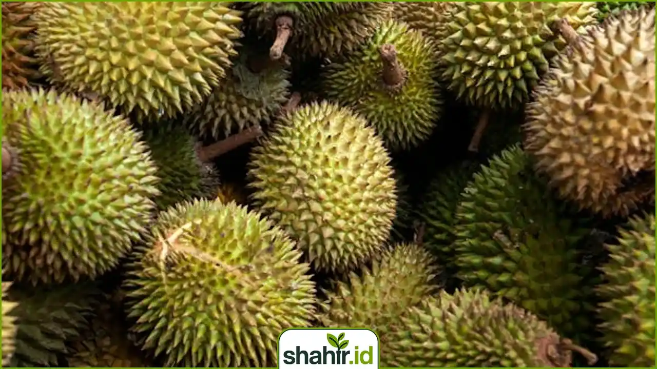 Foto buah durian yang menumpuk dengan jumlah banyak.