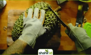 Buah durian yang sedang di kupas