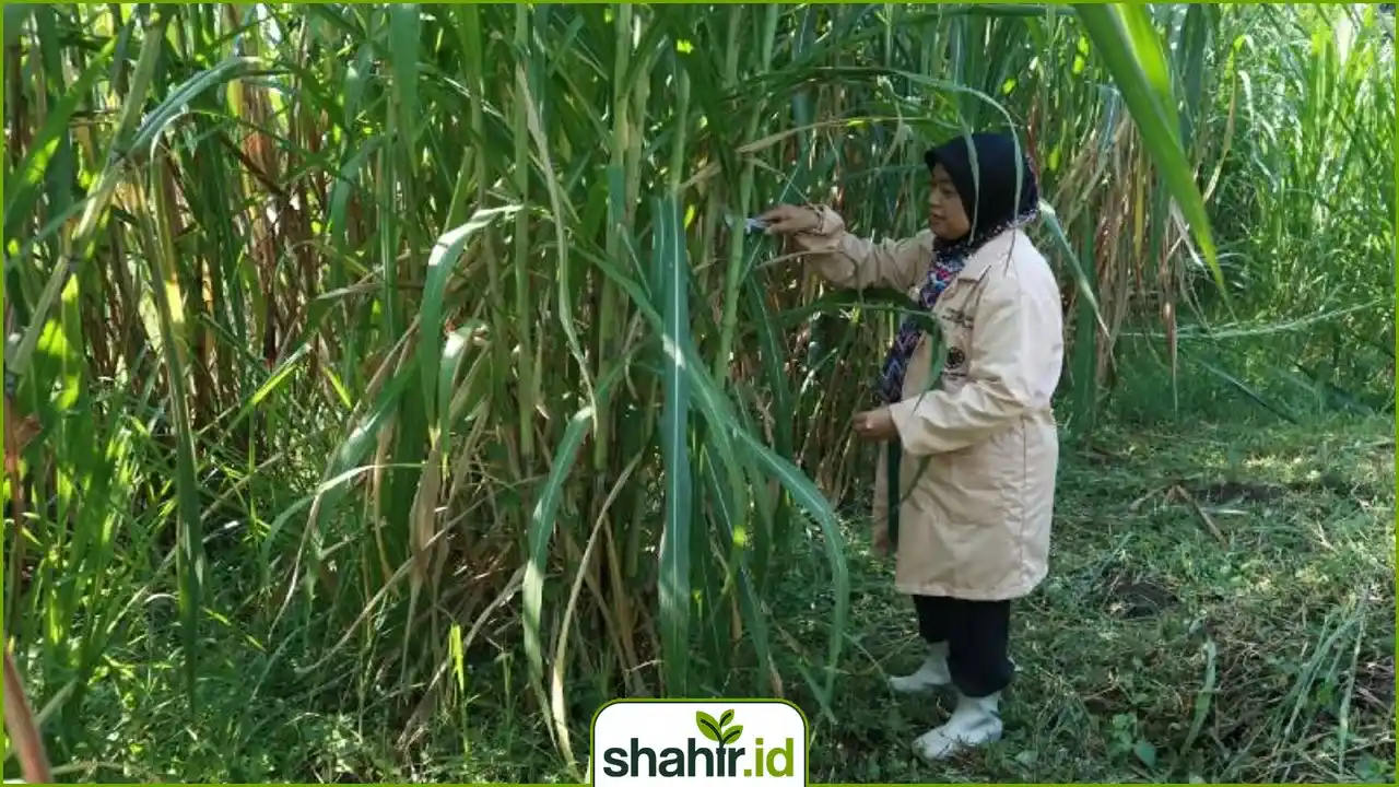 Rumput gajah Gama Umami hasil mutasi yang dikembangkan Fakultas Peternakan UGM yang diklaim lebih unggul dibandingkan rumput gajah lokal.